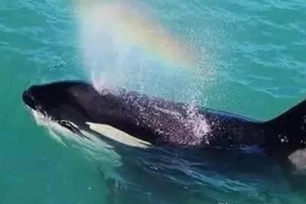 鲸鱼喷水原因,浮到水面呼吸时就会喷水