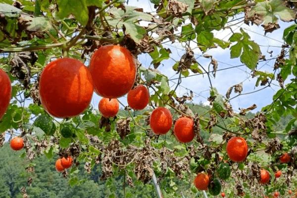 吊瓜子怎么种植,均匀播撒后再覆盖细土即可