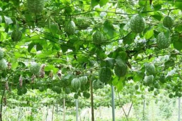 吊瓜子怎么种植,均匀播撒后再覆盖细土即可