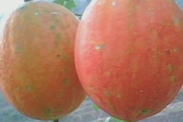 吊瓜子怎么种植,均匀播撒后再覆盖细土即可