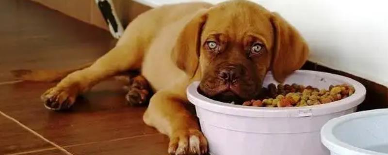 狗吃东西吐了怎么办