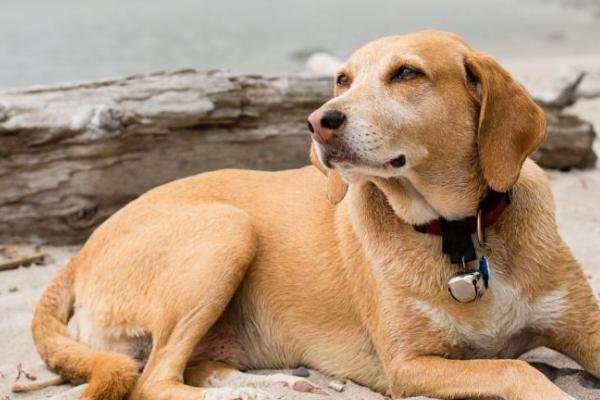 狗吃东西吐了怎么办,找准原因针对性治疗