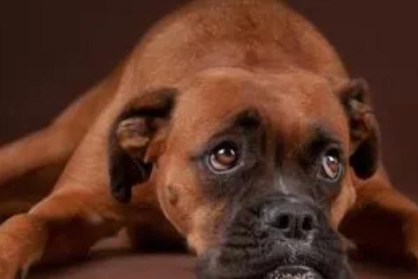 狗吃东西吐了怎么办,找准原因针对性治疗