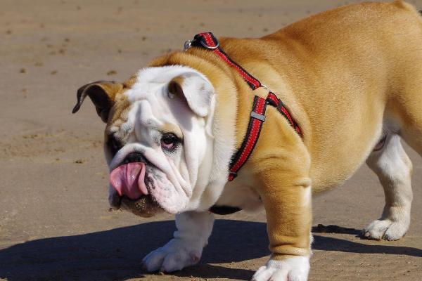 狗吃东西吐了怎么办,找准原因针对性治疗