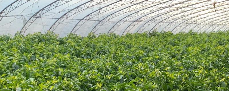 冬季大棚蔬菜怎么管理