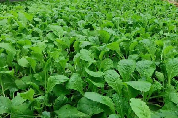 冬季大棚蔬菜怎么管理,需做好保温、控湿、施肥等工作