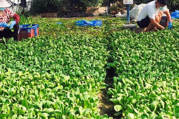 冬季大棚蔬菜怎么管理,需做好保温、控湿、施肥等工作