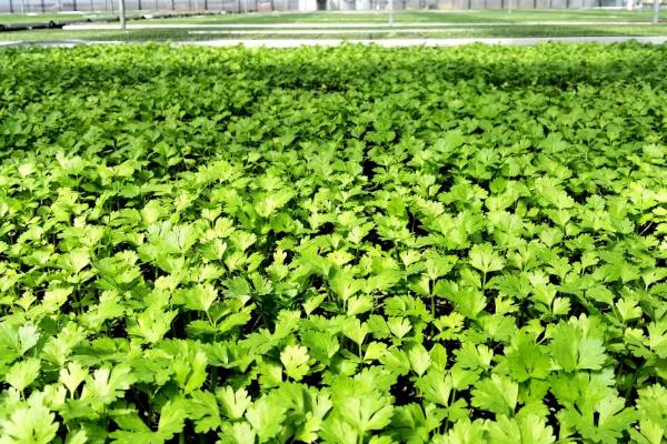 冬季大棚蔬菜怎么管理,需做好保温、控湿、施肥等工作