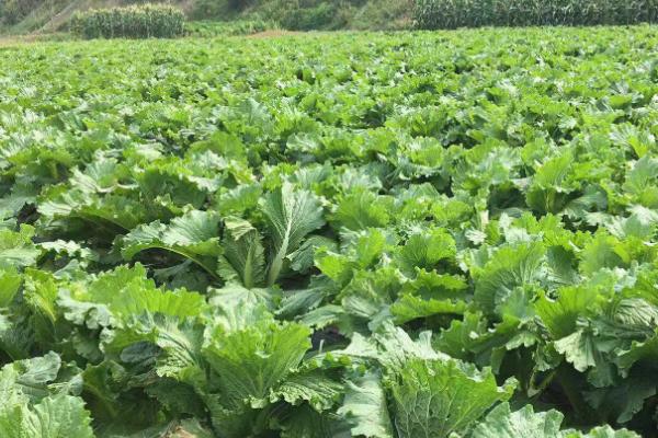 冬季大棚蔬菜怎么管理,需做好保温、控湿、施肥等工作