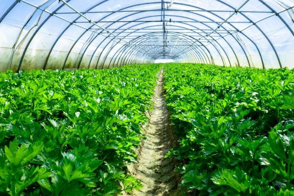 冬季大棚蔬菜怎么管理,需做好保温、控湿、施肥等工作