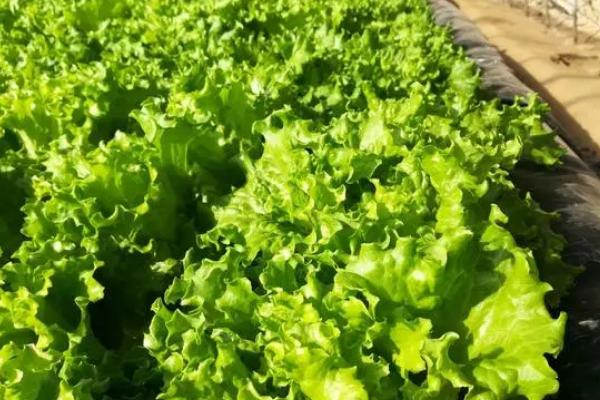 冬季大棚蔬菜怎么管理,需做好保温、控湿、施肥等工作