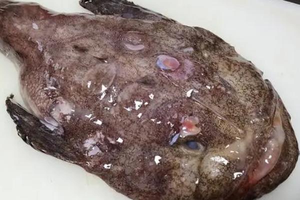 安康鱼是灯笼鱼吗,安康鱼也叫灯笼鱼、老头鱼、海鬼鱼