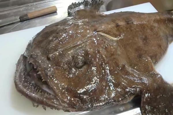 安康鱼是灯笼鱼吗,安康鱼也叫灯笼鱼、老头鱼、海鬼鱼