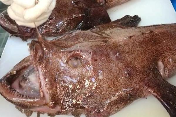 安康鱼是灯笼鱼吗,安康鱼也叫灯笼鱼、老头鱼、海鬼鱼