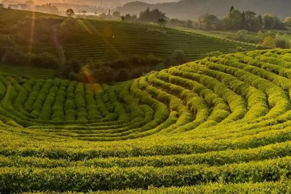 低产茶园怎么改造才能提高效益,可采取深翻土壤、多施有机肥等措施