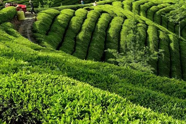 低产茶园怎么改造才能提高效益,可采取深翻土壤、多施有机肥等措施