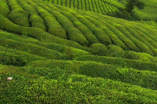 低产茶园怎么改造才能提高效益,可采取深翻土壤、多施有机肥等措施