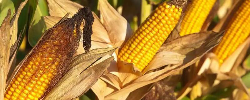 玉米成熟的标志