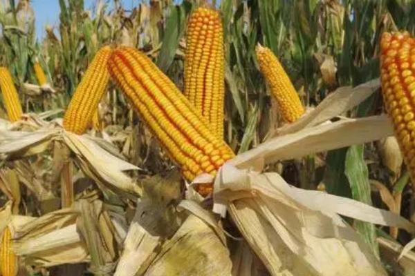 玉米成熟的标志,籽粒的乳线消失即表示已经成熟