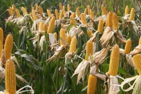 玉米成熟的标志,籽粒的乳线消失即表示已经成熟