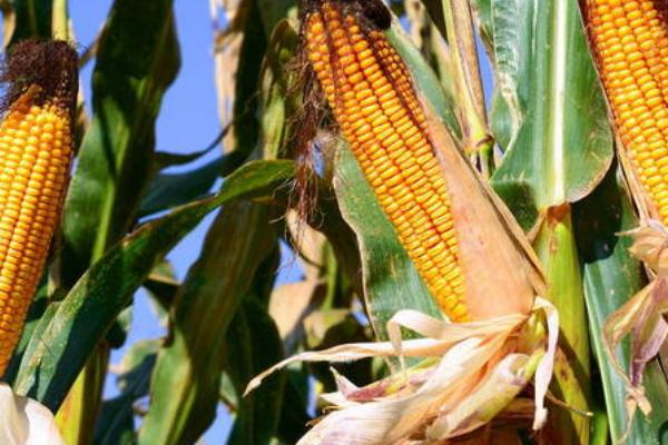 玉米成熟的标志,籽粒的乳线消失即表示已经成熟