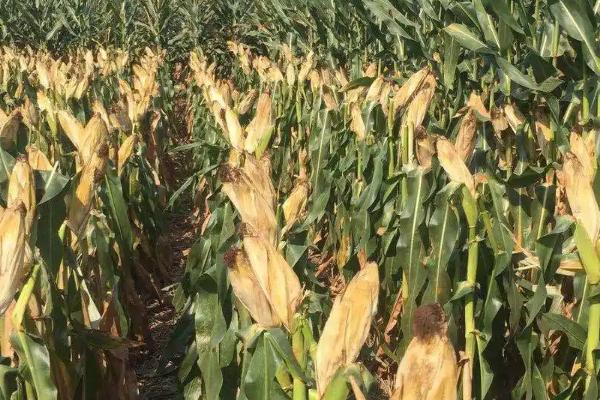 玉米成熟的标志,籽粒的乳线消失即表示已经成熟