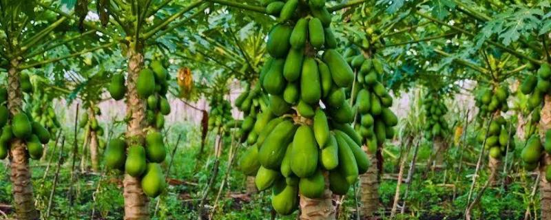 木瓜喜阴还是喜阳