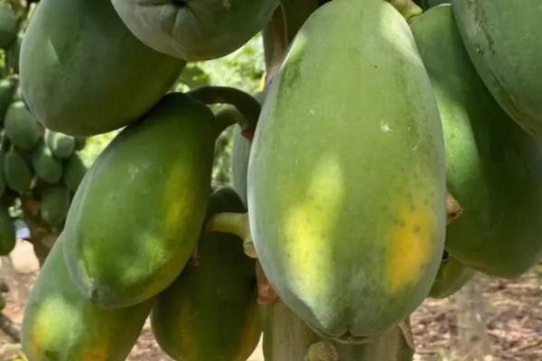 木瓜喜阴还是喜阳,属于喜阴植物