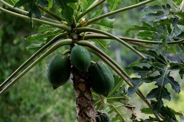 木瓜喜阴还是喜阳,属于喜阴植物