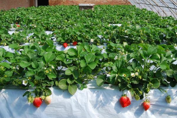 11月份怎么管理草莓,需适当增温、喷施叶面肥