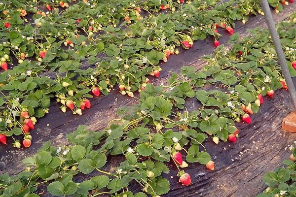 11月份怎么管理草莓,需适当增温、喷施叶面肥