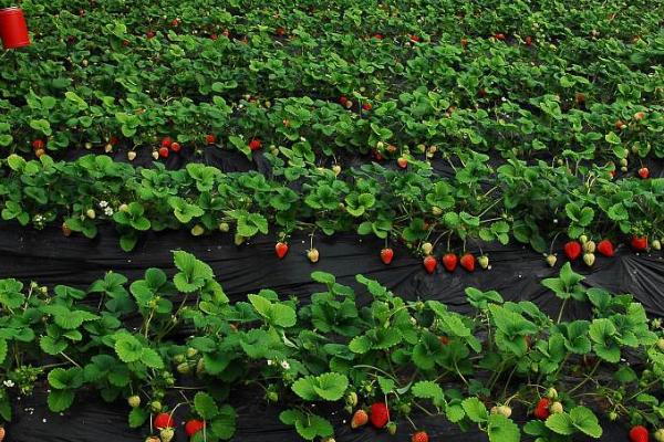 11月份怎么管理草莓,需适当增温、喷施叶面肥