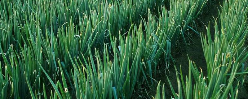 秋大葱如何育苗