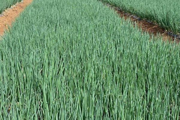 秋大葱如何育苗,通常在前一年的9月底播种