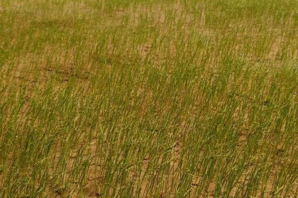 秋大葱如何育苗,通常在前一年的9月底播种