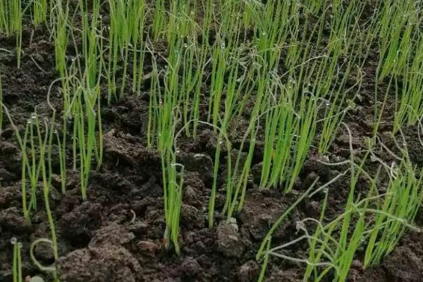 秋大葱如何育苗,通常在前一年的9月底播种