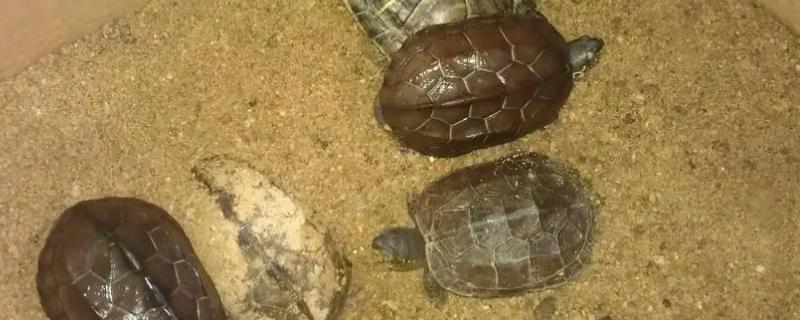 乌龟需要加热棒吗