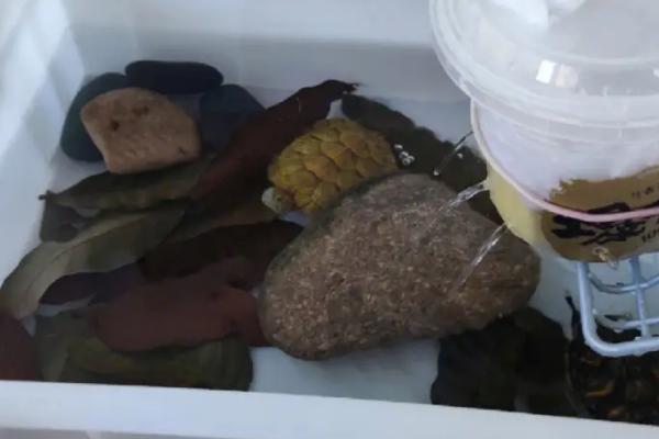 乌龟需要加热棒吗,昼夜温差不大便不需要加热棒