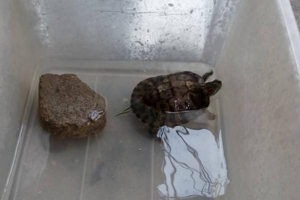 乌龟需要加热棒吗,昼夜温差不大便不需要加热棒