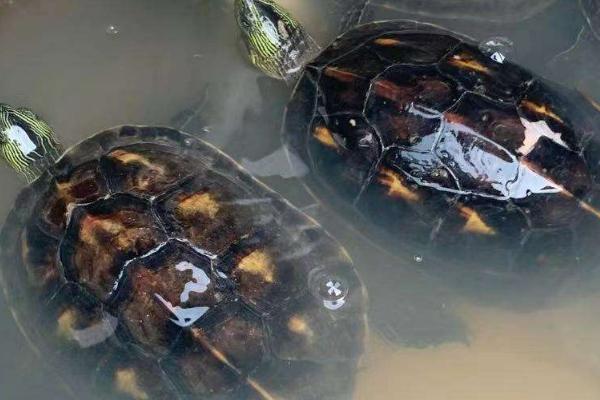 乌龟需要加热棒吗,昼夜温差不大便不需要加热棒