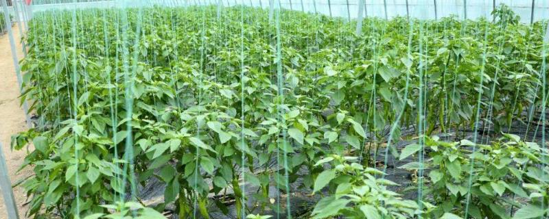 辣椒的吊枝方法