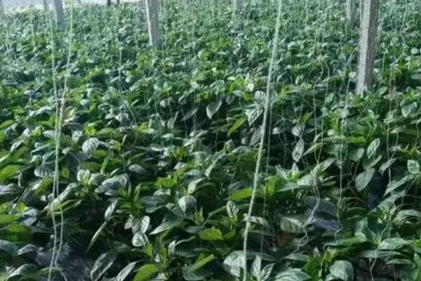 辣椒的吊枝方法,可将主枝吊起使枝叶向四周伸展