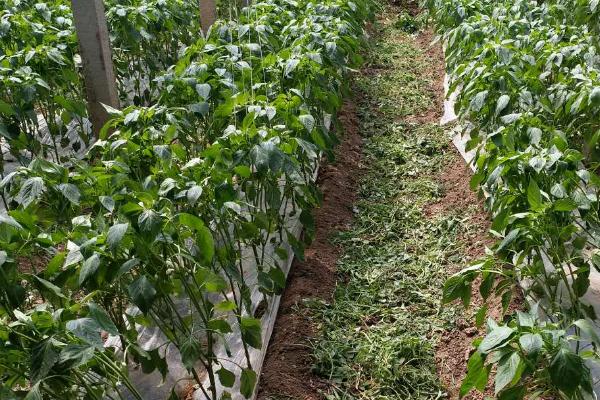 辣椒的吊枝方法,可将主枝吊起使枝叶向四周伸展