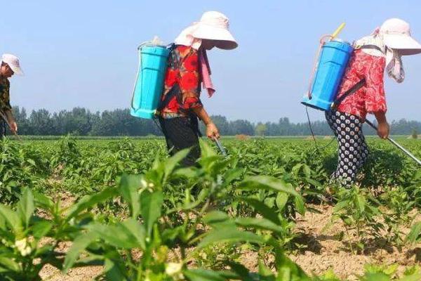 辣椒的吊枝方法,可将主枝吊起使枝叶向四周伸展