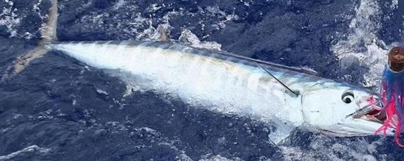 钓鲅鱼用什么饵料