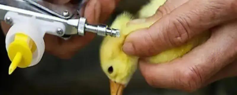 给小鹅打针注射哪个部位