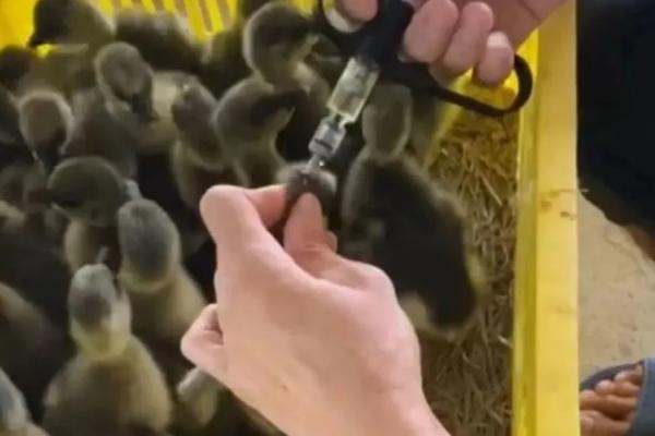 给小鹅打针注射哪个部位,可选择胸部进行注射