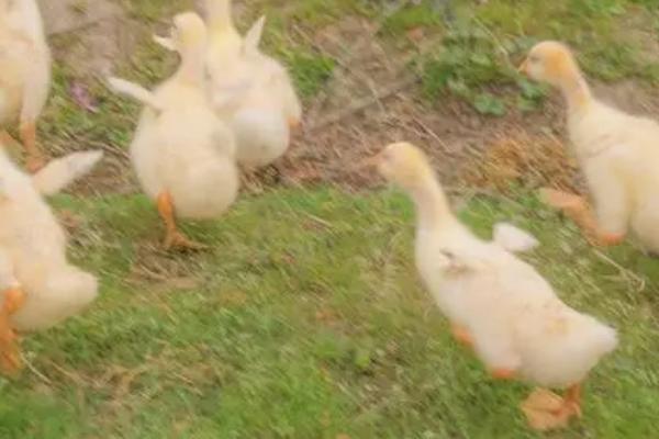 给小鹅打针注射哪个部位,可选择胸部进行注射