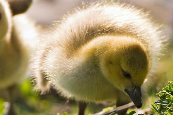 给小鹅打针注射哪个部位,可选择胸部进行注射