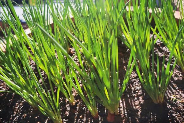 小葱的适宜种植时间，春季在3-4月份播种、秋季在9-10月份播种